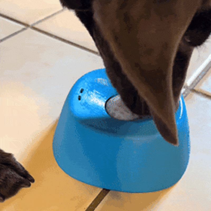 Slow-Feed Liquid Dog Bowls