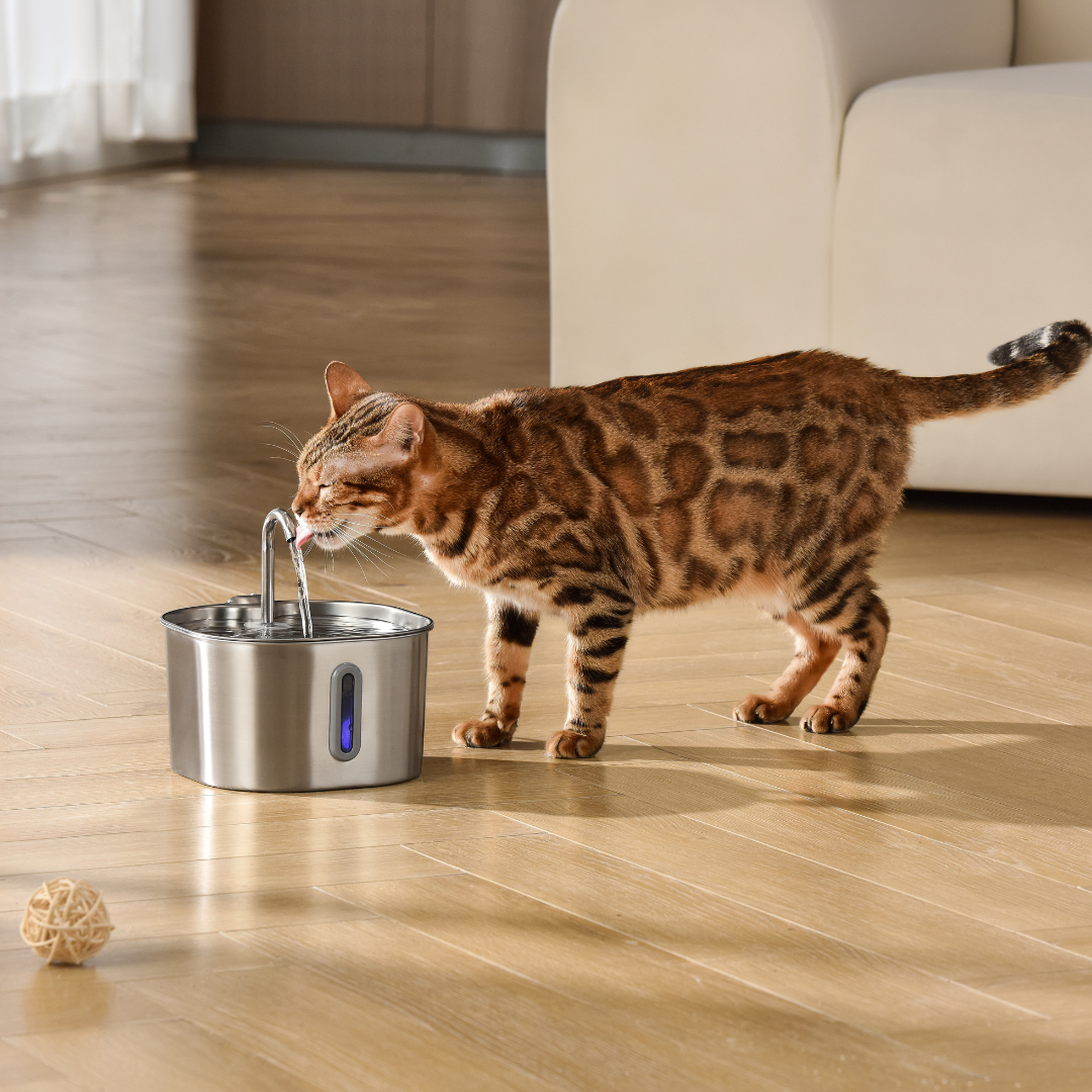 Your Cat Deserves Cleaner, Fresher Water 🐱💧