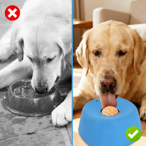 Slow-Feed Liquid Dog Bowls