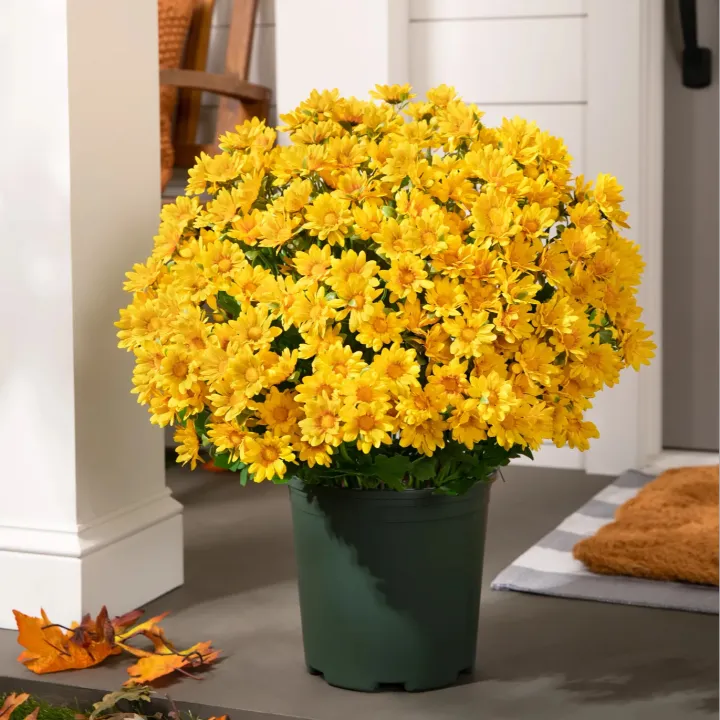 💥Last Day 70% OFF🌼Welcome autumn- Artificial Outdoor Sunset Mums Flowers - UV resistant, Waterproof, Windproof