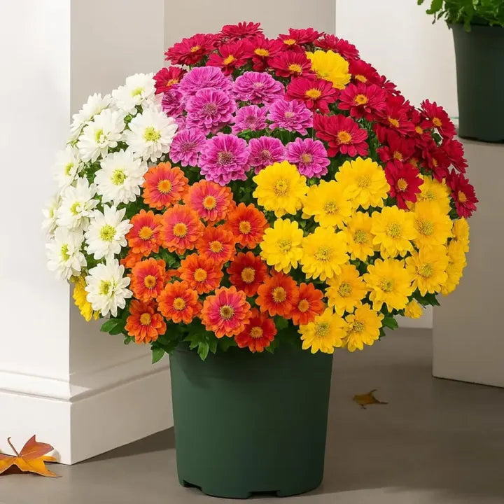 💥Last Day 70% OFF🌼Welcome autumn- Artificial Outdoor Sunset Mums Flowers - UV resistant, Waterproof, Windproof