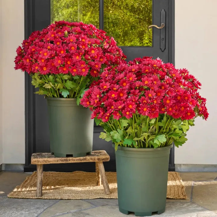 💥Last Day 70% OFF🌼Welcome autumn- Artificial Outdoor Sunset Mums Flowers - UV resistant, Waterproof, Windproof