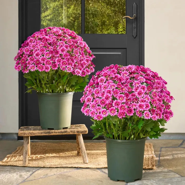 💥Last Day 70% OFF🌼Welcome autumn- Artificial Outdoor Sunset Mums Flowers - UV resistant, Waterproof, Windproof