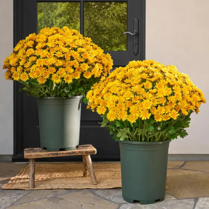 💥Last Day 70% OFF🌼Welcome autumn- Artificial Outdoor Sunset Mums Flowers - UV resistant, Waterproof, Windproof